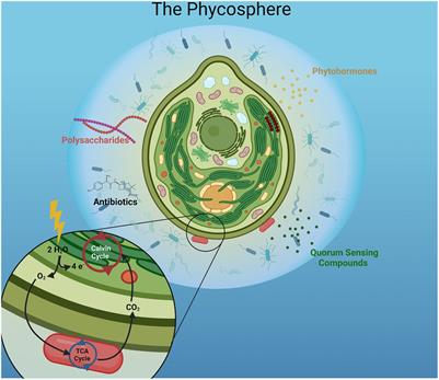 The phycosphere and its role in algal <mark class="highlighted">biofuel production</mark>
